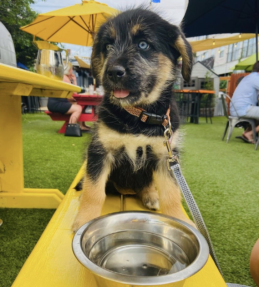 dog at publico patio