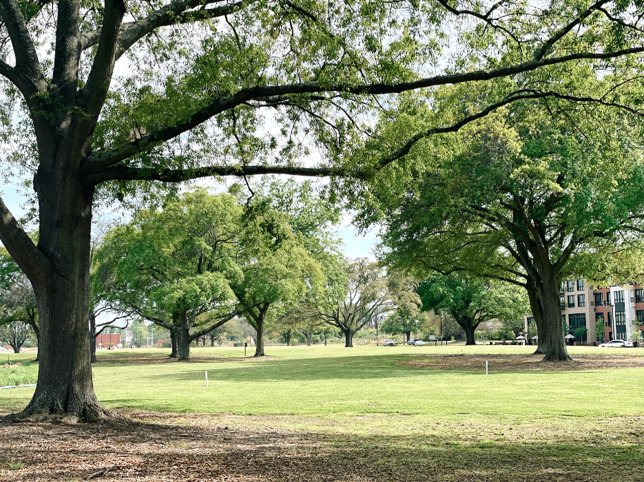 Page-Ellington-Park-Trees