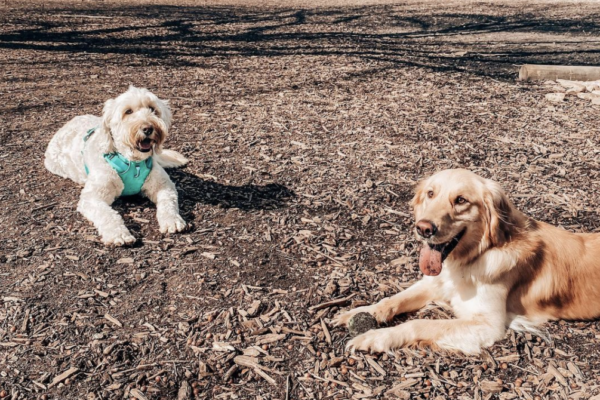 @poppyparkerpalmer-dog-park-bsd-e1650463782596-600x400-c-default @poppyparkerpalmer-dog-park-bsd-e1650463782596-600x400-c-default